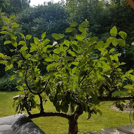 Poziomkowo Mi W Borach Tucholskich *