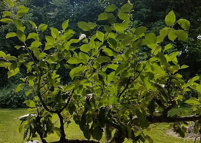 Poziomkowo Mi W Borach Tucholskich *